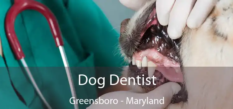 Dog Dentist Greensboro - Maryland