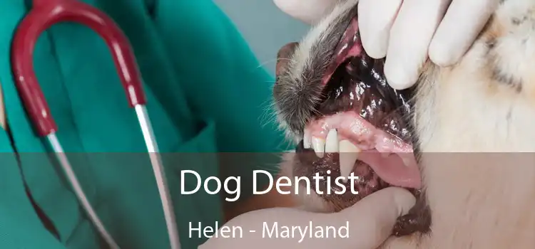 Dog Dentist Helen - Maryland