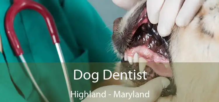 Dog Dentist Highland - Maryland