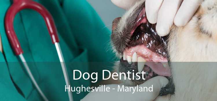 Dog Dentist Hughesville - Maryland