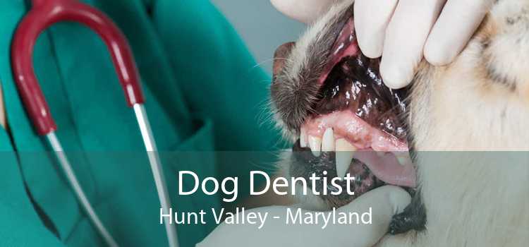 Dog Dentist Hunt Valley - Maryland