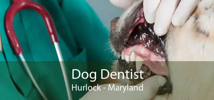 Dog Dentist Hurlock - Maryland