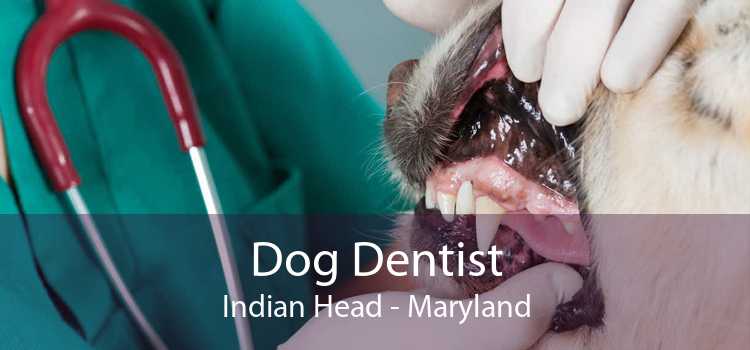 Dog Dentist Indian Head - Maryland