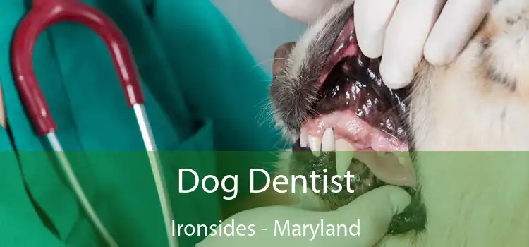 Dog Dentist Ironsides - Maryland