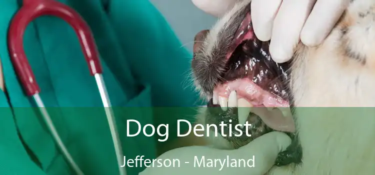 Dog Dentist Jefferson - Maryland