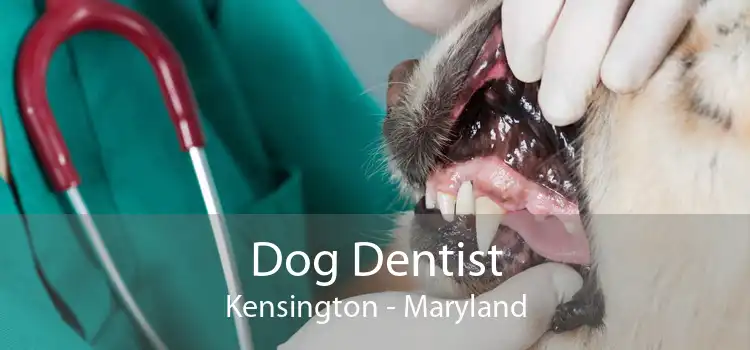 Dog Dentist Kensington - Maryland