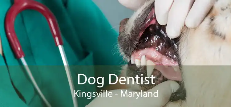 Dog Dentist Kingsville - Maryland