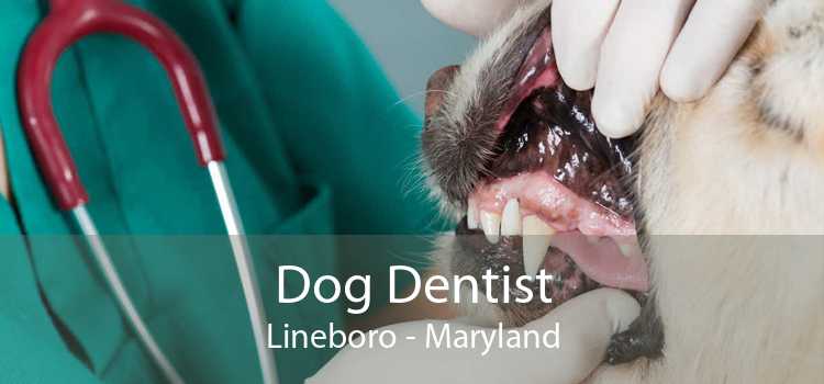 Dog Dentist Lineboro - Maryland