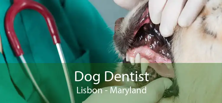 Dog Dentist Lisbon - Maryland