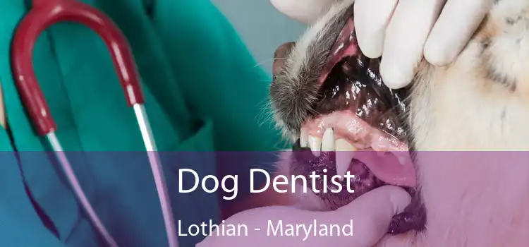 Dog Dentist Lothian - Maryland