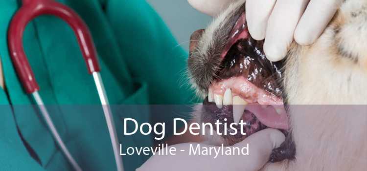 Dog Dentist Loveville - Maryland