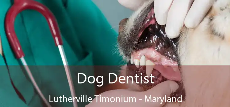 Dog Dentist Lutherville Timonium - Maryland