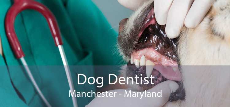 Dog Dentist Manchester - Maryland