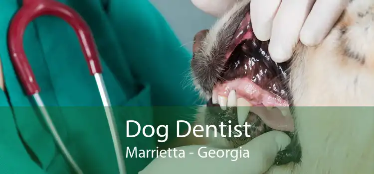 Dog Dentist Marrietta - Georgia