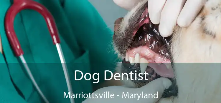 Dog Dentist Marriottsville - Maryland