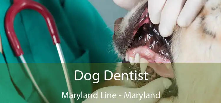 Dog Dentist Maryland Line - Maryland