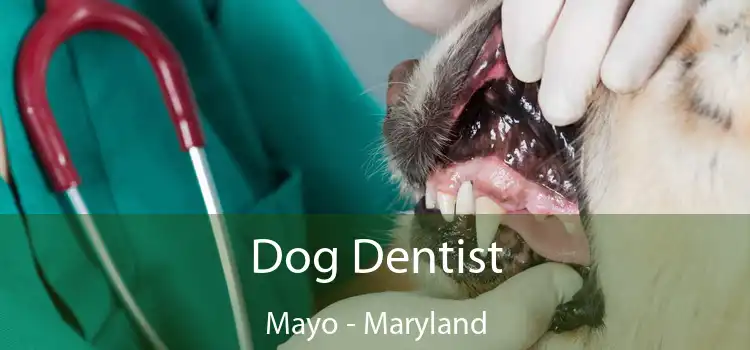 Dog Dentist Mayo - Maryland