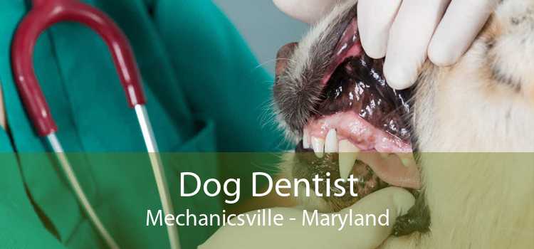 Dog Dentist Mechanicsville - Maryland