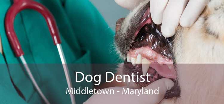 Dog Dentist Middletown - Maryland