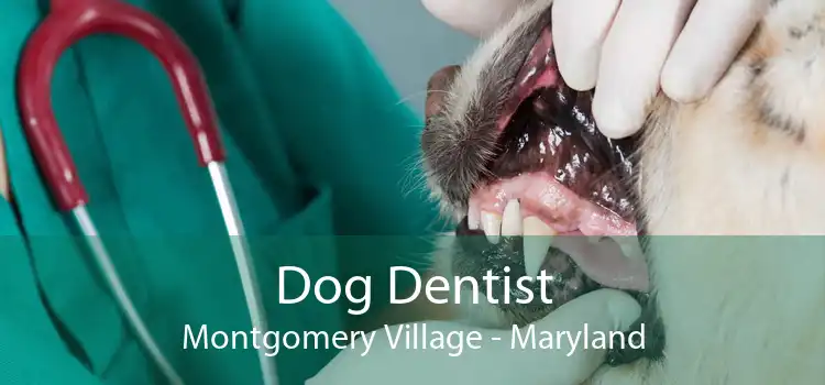 Dog Dentist Montgomery Village - Maryland
