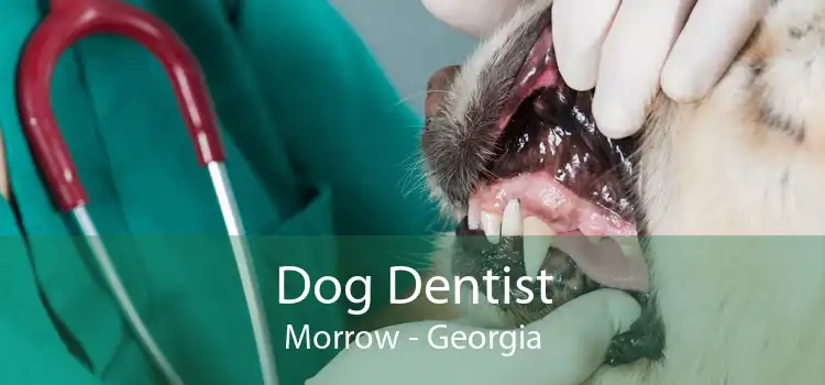 Dog Dentist Morrow - Georgia