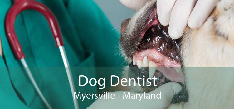 Dog Dentist Myersville - Maryland