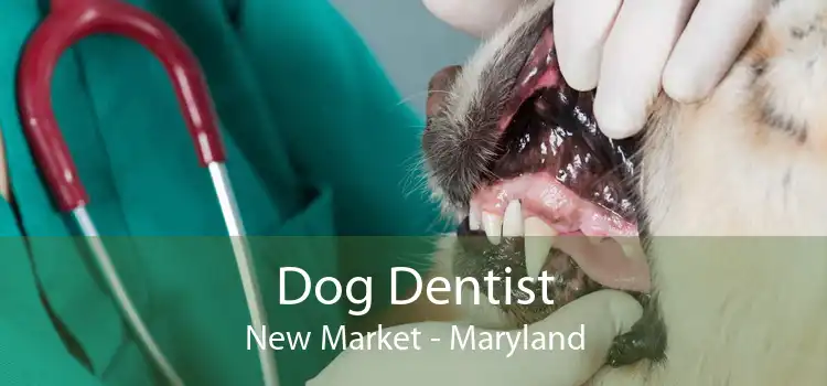 Dog Dentist New Market - Maryland