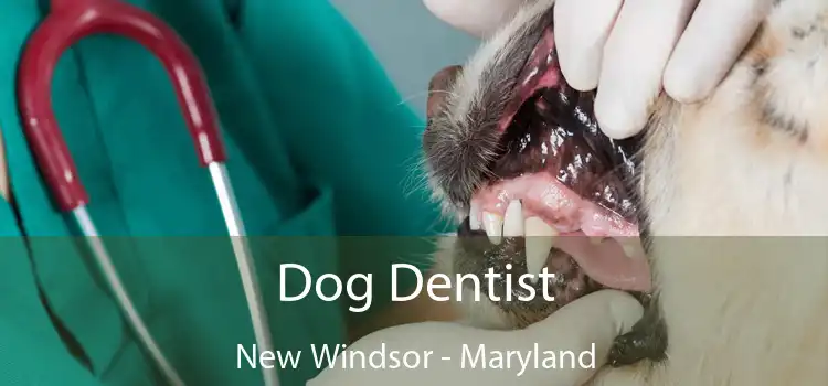 Dog Dentist New Windsor - Maryland