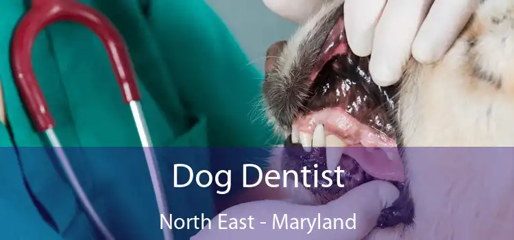 Dog Dentist North East - Maryland