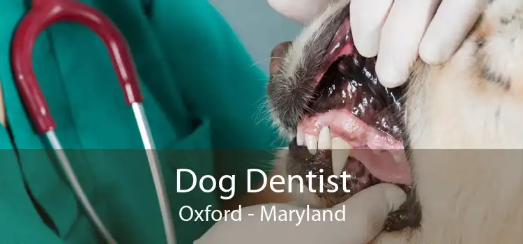 Dog Dentist Oxford - Maryland