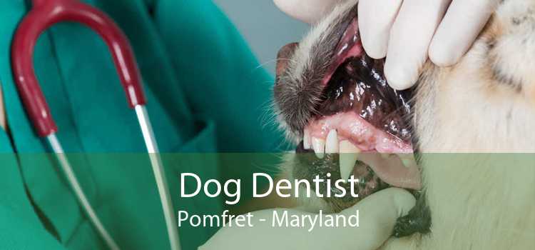Dog Dentist Pomfret - Maryland