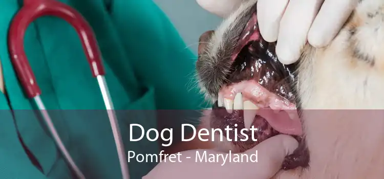 Dog Dentist Pomfret - Maryland