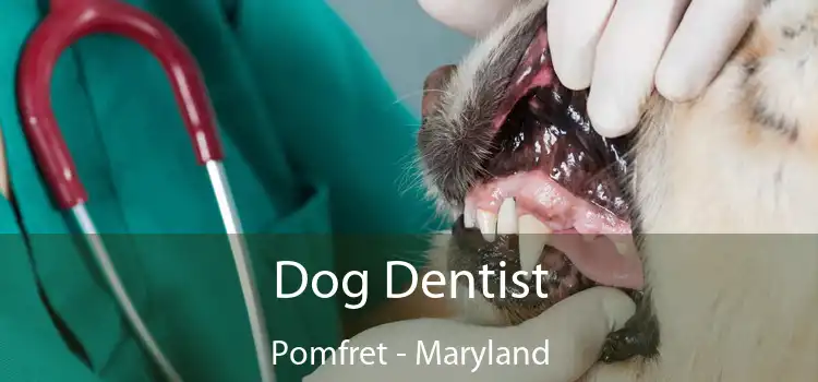 Dog Dentist Pomfret - Maryland