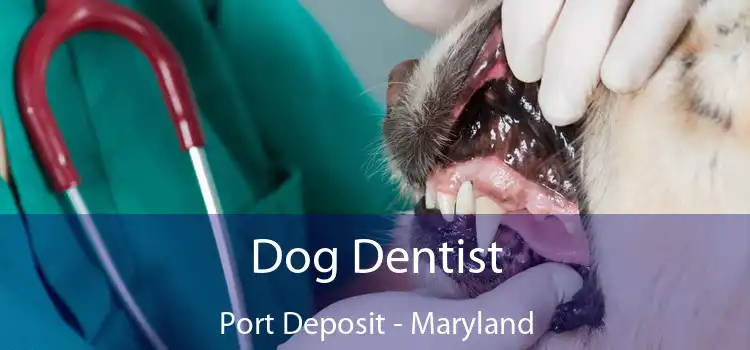 Dog Dentist Port Deposit - Maryland