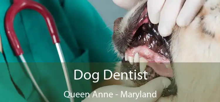 Dog Dentist Queen Anne - Maryland