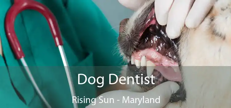 Dog Dentist Rising Sun - Maryland