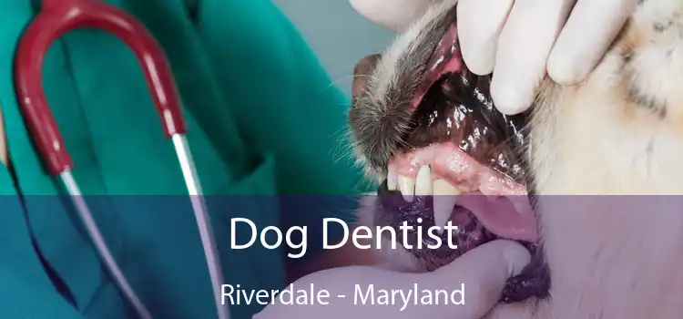 Dog Dentist Riverdale - Maryland