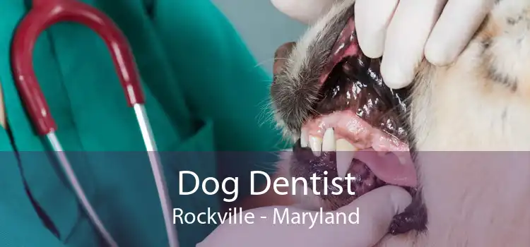 Dog Dentist Rockville - Maryland