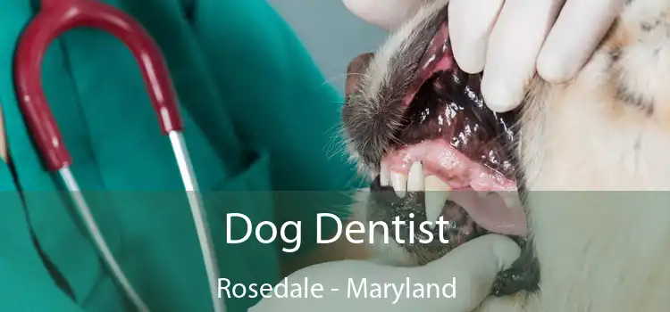 Dog Dentist Rosedale - Maryland