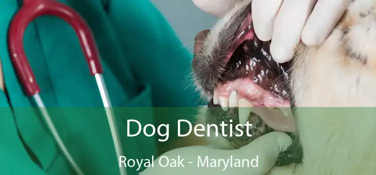 Dog Dentist Royal Oak - Maryland