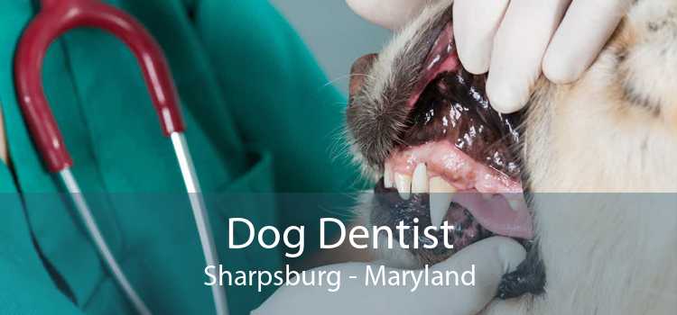 Dog Dentist Sharpsburg - Maryland