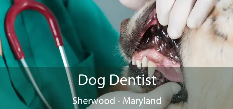 Dog Dentist Sherwood - Maryland