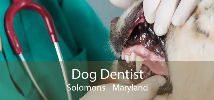 Dog Dentist Solomons - Maryland