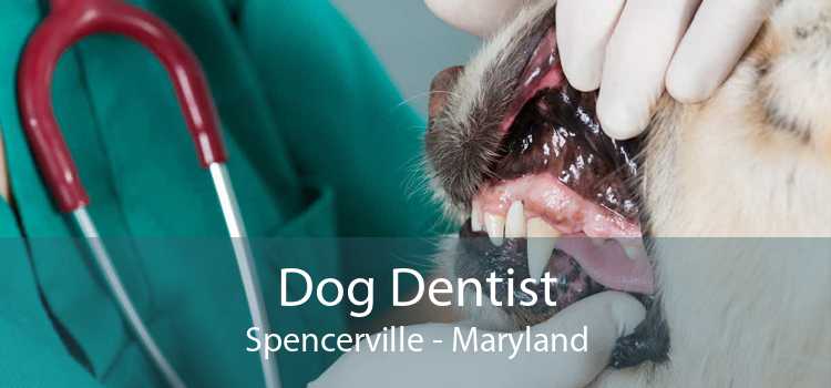 Dog Dentist Spencerville - Maryland