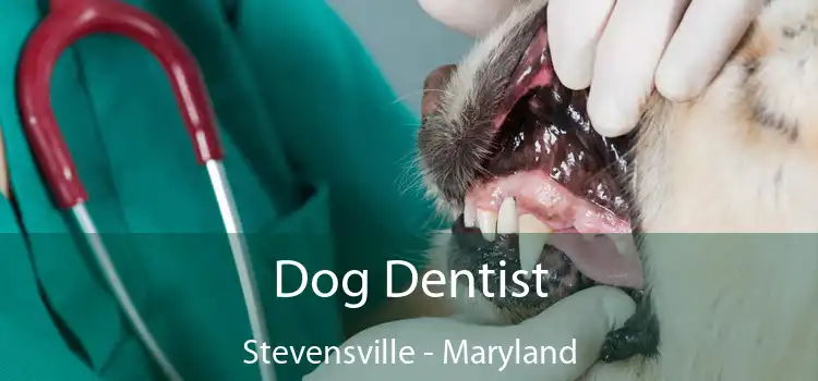 Dog Dentist Stevensville - Maryland