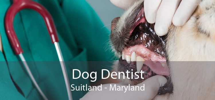 Dog Dentist Suitland - Maryland