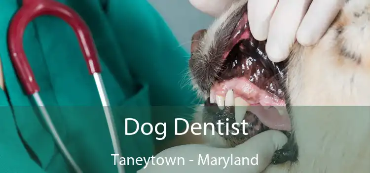 Dog Dentist Taneytown - Maryland