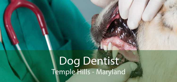 Dog Dentist Temple Hills - Maryland