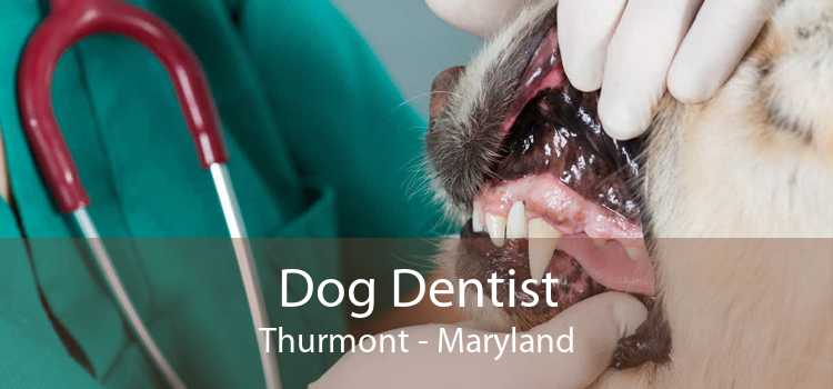 Dog Dentist Thurmont - Maryland