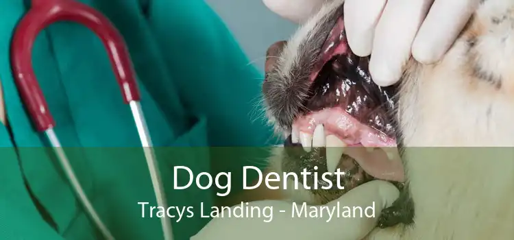 Dog Dentist Tracys Landing - Maryland
